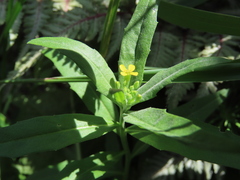 Erysimum cheiranthoides