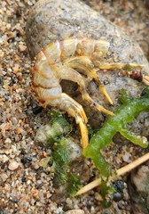 Gammaridae