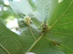 Andricus foliaformis