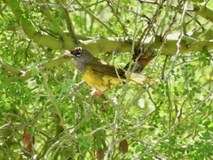 Geothlypis tolmiei