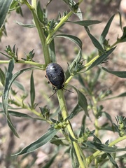 Chlorochroa
