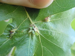 Andricus foliaformis