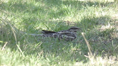 Hydropsalis torquata