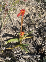 Anigozanthos humilis