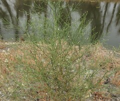 Symphyotrichum subulatum