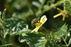 Eristalinus
