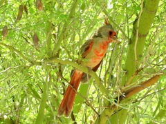 Cardinalis sinuatus