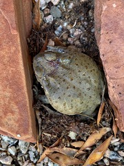 Incilius alvarius