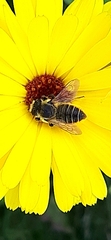 Megachilini