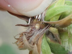 Andricus quercusfrondosus