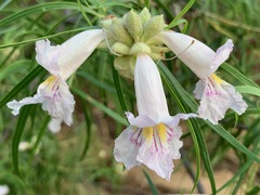 Chilopsis linearis arcuata