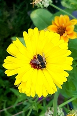 Megachilini