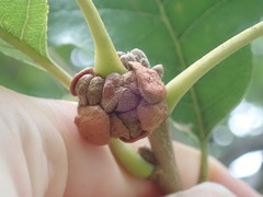 Andricus quercusstrobilanus