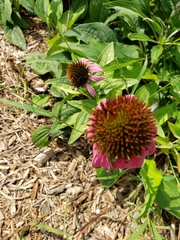 Echinacea