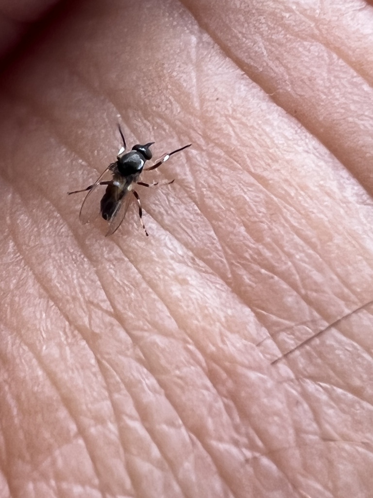 Jenning's Gnat