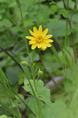Arnica cordifolia