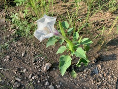 Datura discolor