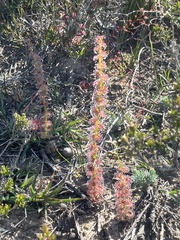 Drosera platypoda