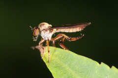 Holcocephala