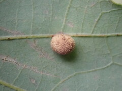 Acraspis quercushirta