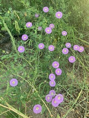 Ipomoea ternifolia
