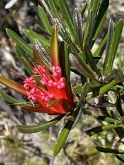 Lambertia formosa