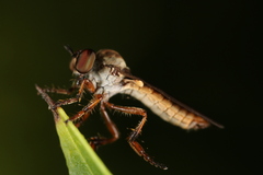 Holcocephala