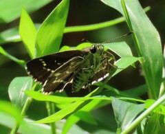 Amblyscirtes aesculapius