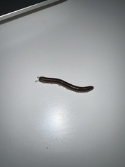 Cylindroiulus caeruleocinctus