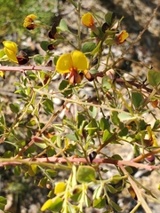 Bossiaea rhombifolia