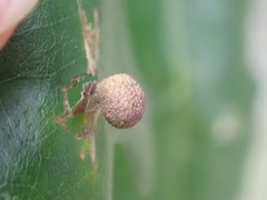 Acraspis quercushirta