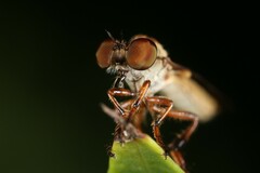 Holcocephala