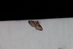 Xanthorhoe ferrugata