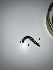 Cylindroiulus caeruleocinctus