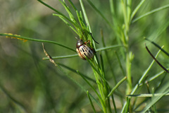 Leptinotarsa lineolata
