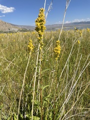 Solidago spectabilis