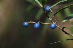 Elaeocarpus reticulatus