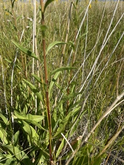 Solidago spectabilis