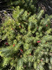 Stenanthera pinifolia