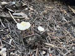 Xeromphalina cauticinalis