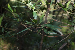 Elaeocarpus reticulatus