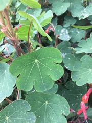 Tropaeolum tuberosum