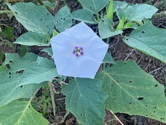 Datura discolor