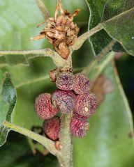 Kokkocynips imbricariae