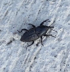 Sphenophorus cicatristriatus