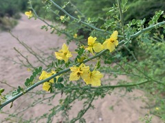 Parkinsonia florida