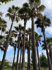 Washingtonia robusta