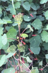 Tropaeolum tuberosum