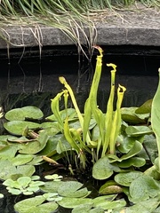 Sarraceniaceae