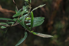 Elaeocarpus reticulatus
